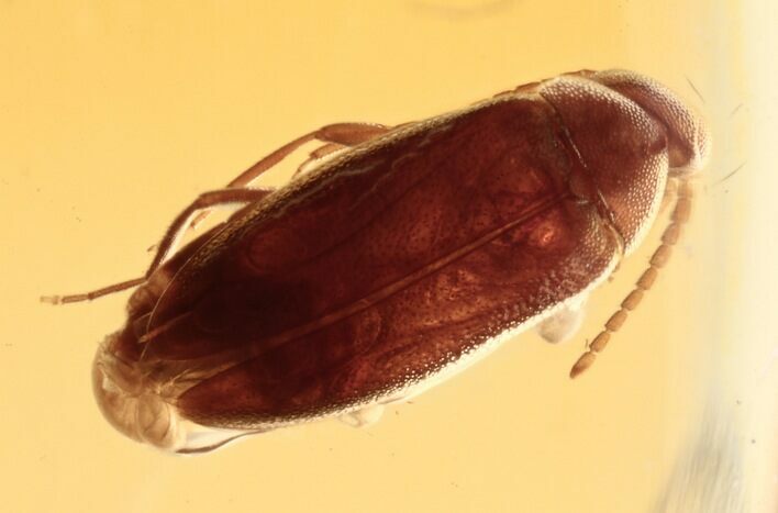 Fossil False Flower Beetle (Scraptiidae) in Baltic Amber #270657